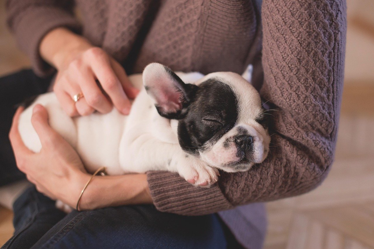 gallery-03 bulldog, puppy, pet, owner, woman, sleep, sleeping, asleep, nature, sleeping dog, animal, canine, cute, dog, hands, relax, stroking