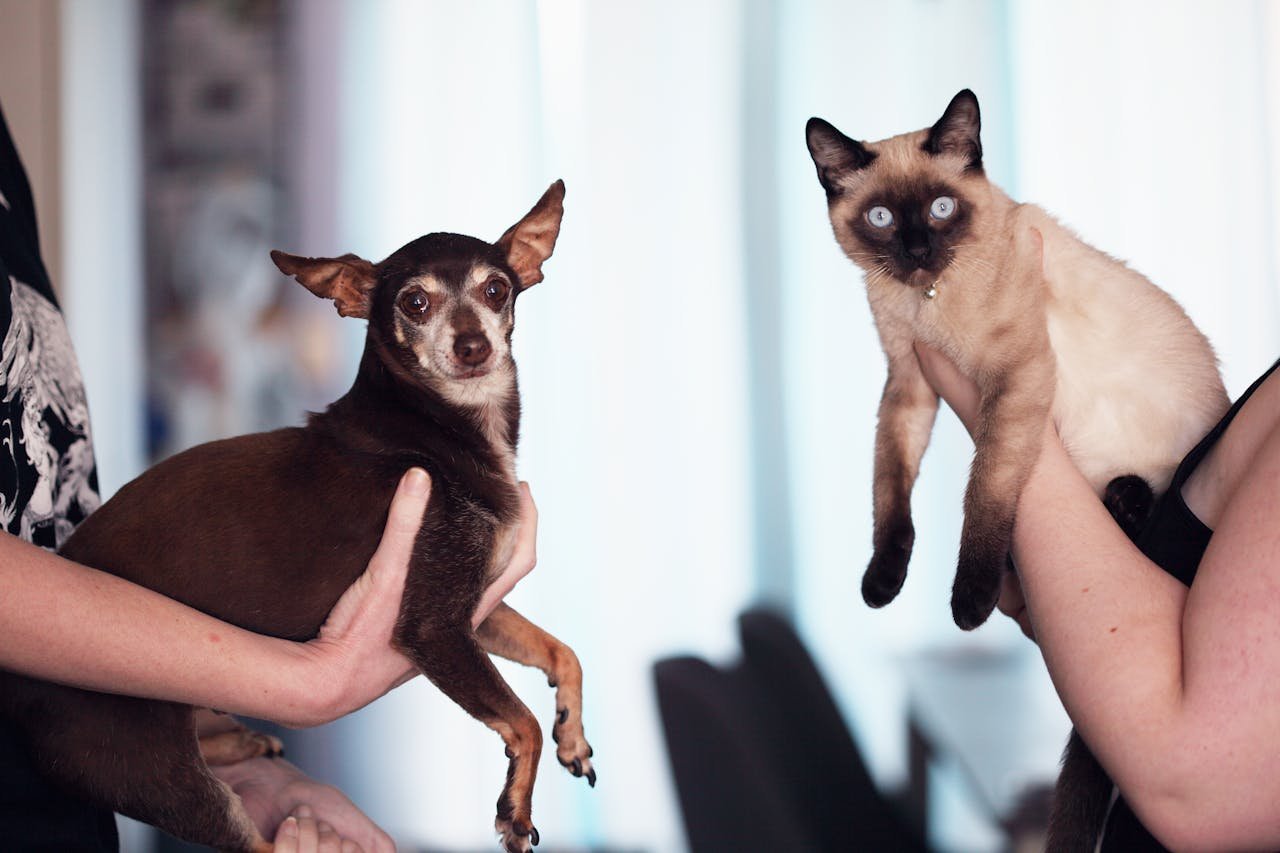 gallery-02 Chihuahua dog and Siamese cat being held indoors by their owners, capturing a cute pet moment.