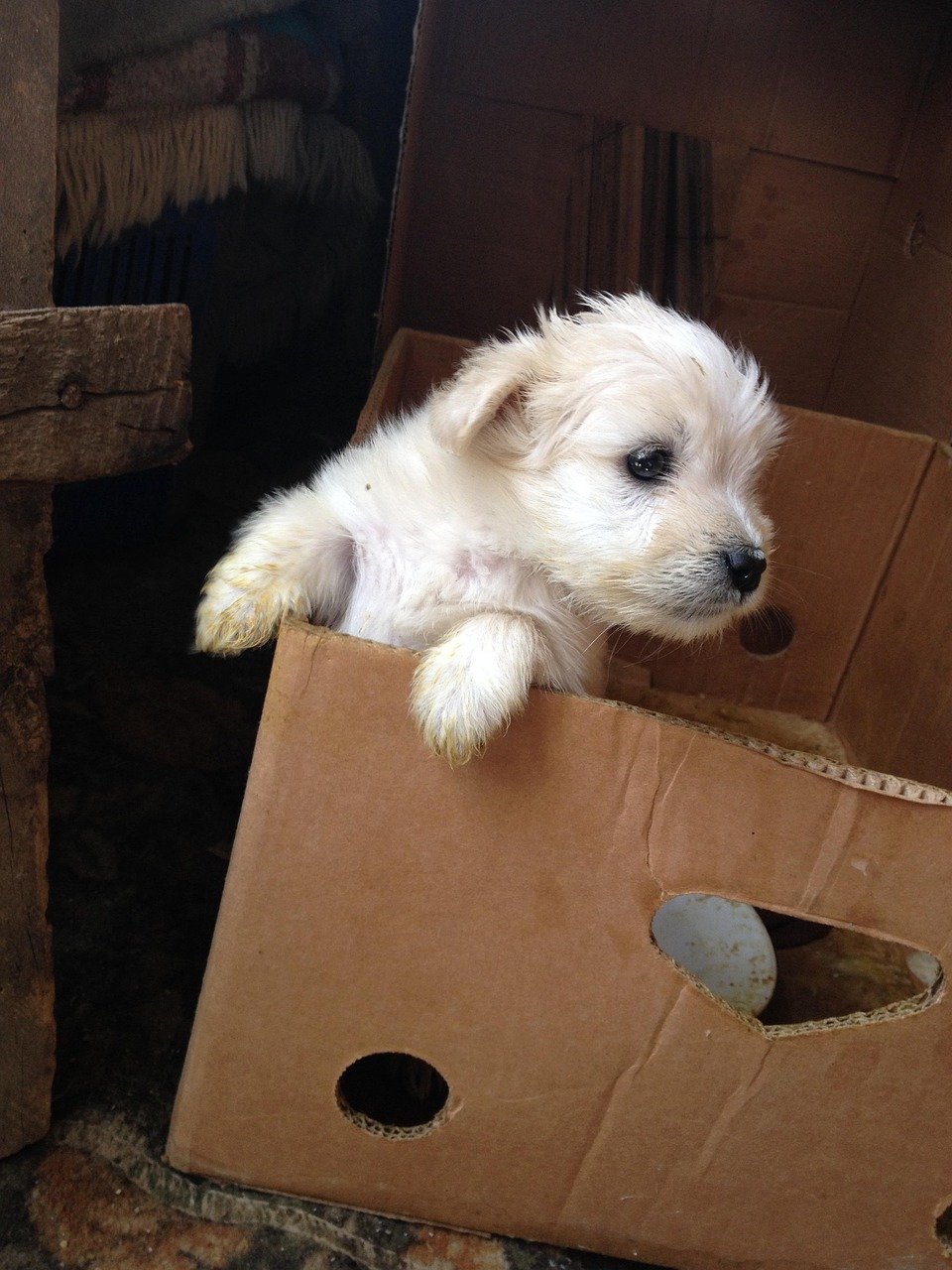 services-01 puppy, dog lover, dog white dog, pet, care, brown puppy, brown care